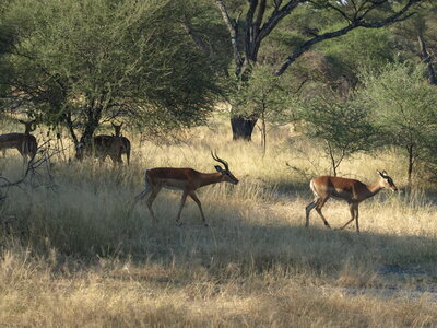 Maun_Cheval, P5063332