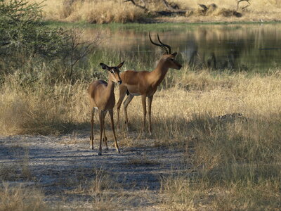 Maun_Cheval, P5063334