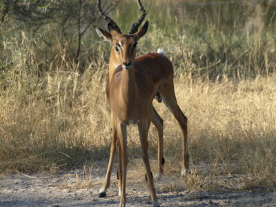 Maun_Cheval, P5063335