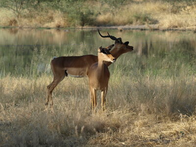 Maun_Cheval, P5063337