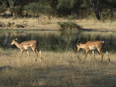 Maun_Cheval, P5063338
