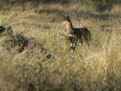 Maun_Cheval, P5063339