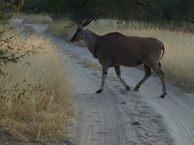 Maun_Cheval, P5063344