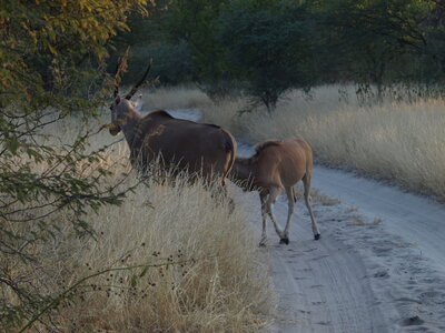 Maun_Cheval, P5063345