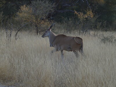 Maun_Cheval, P5063346
