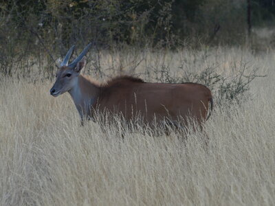 Maun_Cheval, P5063347