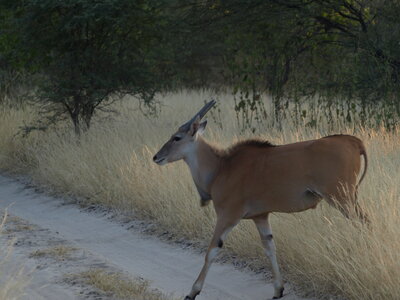 Maun_Cheval, P5063348