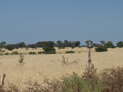 Maun_Cheval, P5073367
