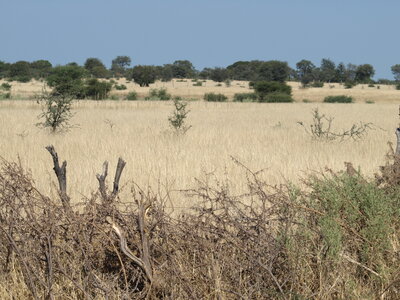 Maun_Cheval, P5073368