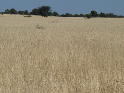 Maun_Cheval, P5073369