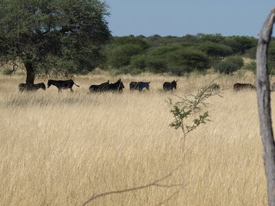 Maun_Cheval, P5073371