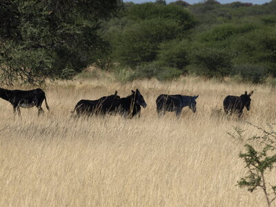 Maun_Cheval, P5073372