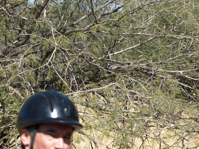 Maun_Cheval, P5073379
