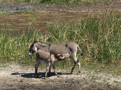 Maun_Cheval, P5073382