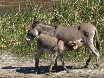 Maun_Cheval, P5073384