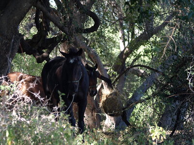 Maun_Cheval, P5073385