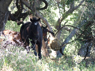 Maun_Cheval, P5073386