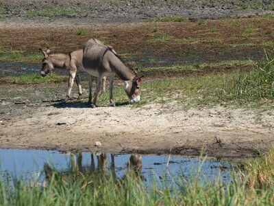 Maun_Cheval, P5073388