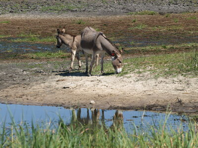 Maun_Cheval, P5073389