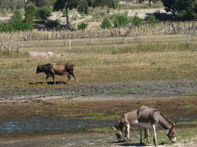 Maun_Cheval, P5073390