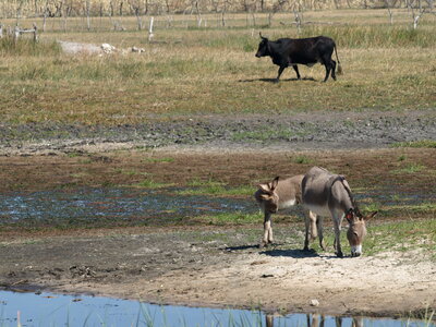 Maun_Cheval, P5073391