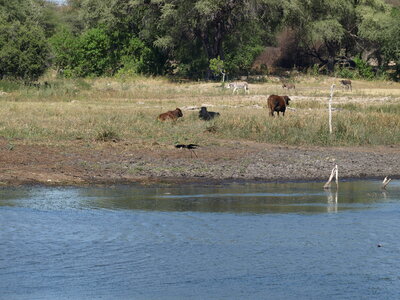 Maun_Cheval, P5073396