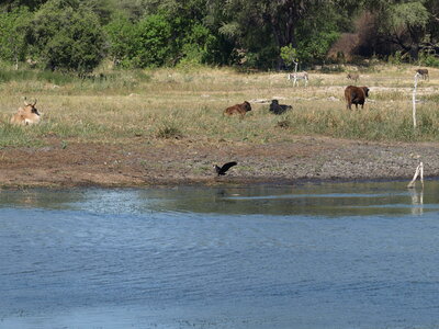 Maun_Cheval, P5073397