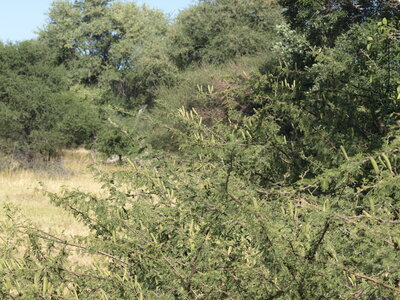 Maun_Cheval, P5073422