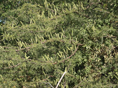 Maun_Cheval, P5073423