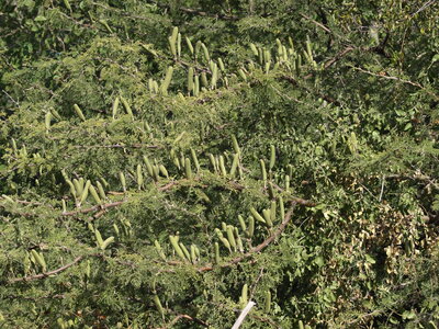 Maun_Cheval, P5073424