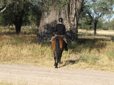 Maun_Cheval, P5073428