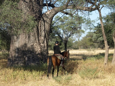 Maun_Cheval, P5073429
