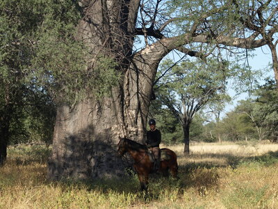 Maun_Cheval, P5073430