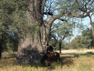 Maun_Cheval, P5073433