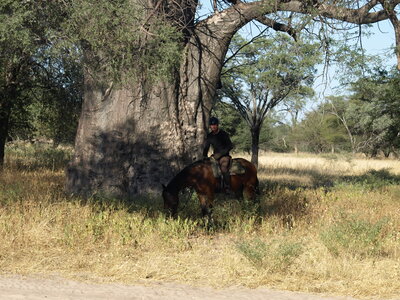 Maun_Cheval, P5073434
