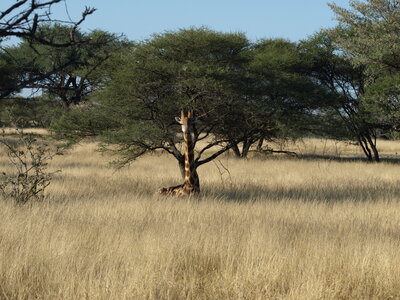 Maun_Cheval, P5073437