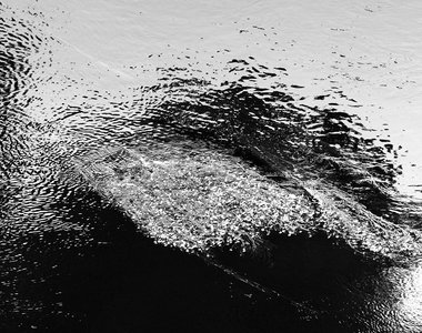 SELECTION PAPILLONS PHOTO 2016, 019P.2016.DENIS BRUNEAU