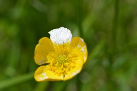16-05-2016 Chateau  d'Oliferme Boutavant, DSC_0359  Copier 