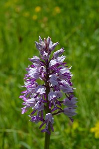 16-05-2016 Chateau  d'Oliferme Boutavant, DSC_0371  Copier 