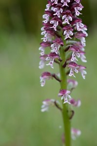16-05-2016 Chateau  d'Oliferme Boutavant, DSC_0410  Copier 