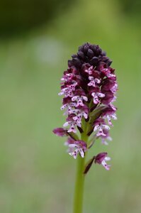 16-05-2016 Chateau  d'Oliferme Boutavant, DSC_0412  Copier 