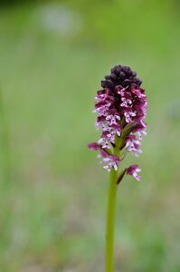 16-05-2016 Chateau  d'Oliferme Boutavant, DSC_0413  Copier 