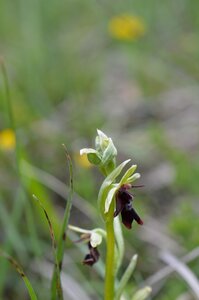 16-05-2016 Chateau  d'Oliferme Boutavant, DSC_0415  Copier 