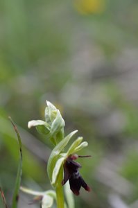 16-05-2016 Chateau  d'Oliferme Boutavant, DSC_0418  Copier 