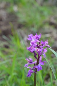 16-05-2016 Chateau  d'Oliferme Boutavant, DSC_0425  Copier 