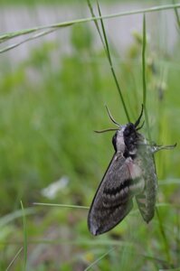 16-05-2016 Chateau  d'Oliferme Boutavant, DSC_0440  Copier 