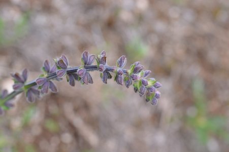 16-05-2016 Chateau  d'Oliferme Boutavant, DSC_0441  Copier 
