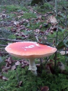 Balade en Creuse, Beauté vénéneuse 5