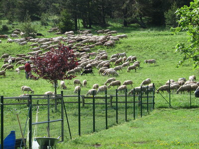 SAUVE - LESPEROU, 27 LESPEROU