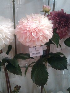 fleurs artifs, IMG_20160412_161514